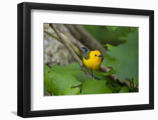 Prothonotary Warbler (Prothonotary citrea) flying-Larry Ditto-Framed Photographic Print