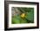 Prothonotary Warbler (Prothonotary citrea) flying-Larry Ditto-Framed Photographic Print