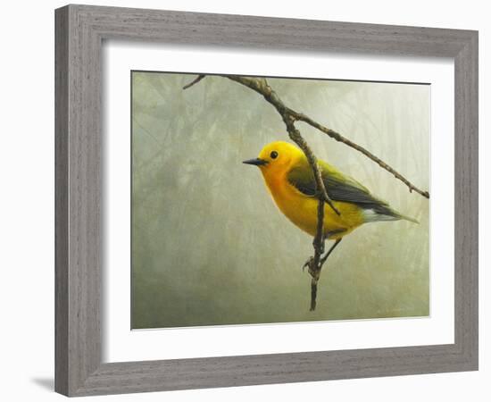 Prothonotary Warbler-Chris Vest-Framed Art Print