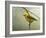 Prothonotary Warbler-Chris Vest-Framed Art Print