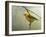 Prothonotary Warbler-Chris Vest-Framed Art Print