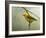 Prothonotary Warbler-Chris Vest-Framed Art Print