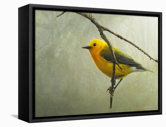 Prothonotary Warbler-Chris Vest-Framed Stretched Canvas