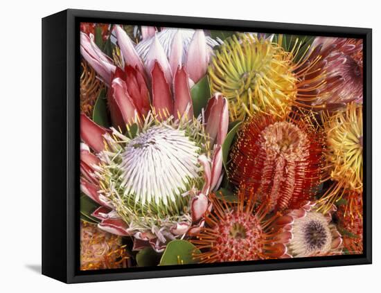 Protia Flower Design, Maui, Hawaii, USA-Darrell Gulin-Framed Premier Image Canvas