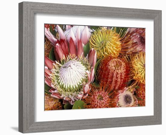 Protia Flower Design, Maui, Hawaii, USA-Darrell Gulin-Framed Photographic Print