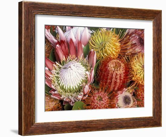 Protia Flower Design, Maui, Hawaii, USA-Darrell Gulin-Framed Photographic Print