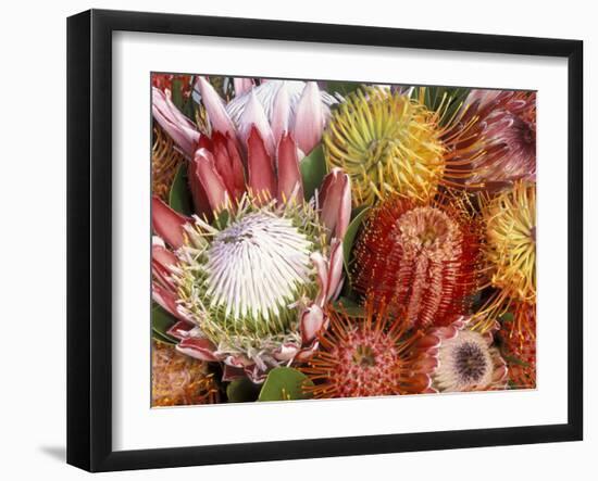 Protia Flower Design, Maui, Hawaii, USA-Darrell Gulin-Framed Photographic Print