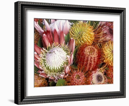 Protia Flower Design, Maui, Hawaii, USA-Darrell Gulin-Framed Photographic Print