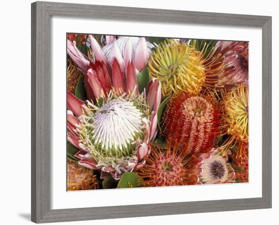 Protia Flower Design, Maui, Hawaii, USA-Darrell Gulin-Framed Photographic Print