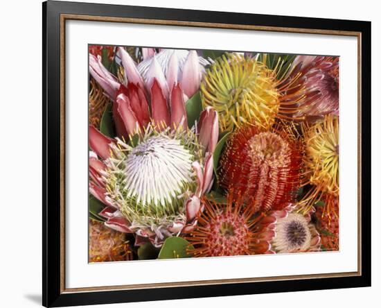 Protia Flower Design, Maui, Hawaii, USA-Darrell Gulin-Framed Photographic Print