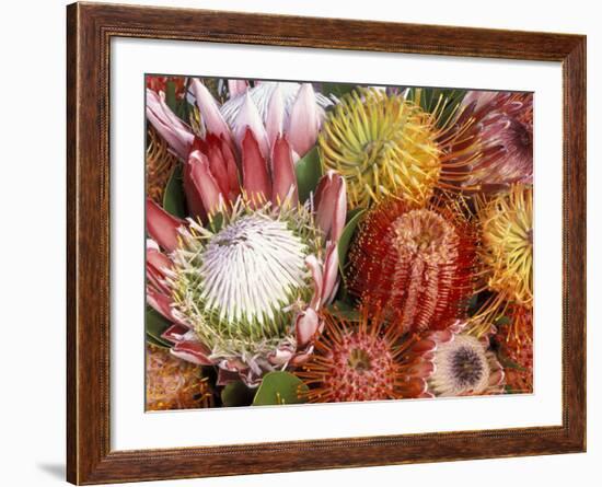 Protia Flower Design, Maui, Hawaii, USA-Darrell Gulin-Framed Photographic Print