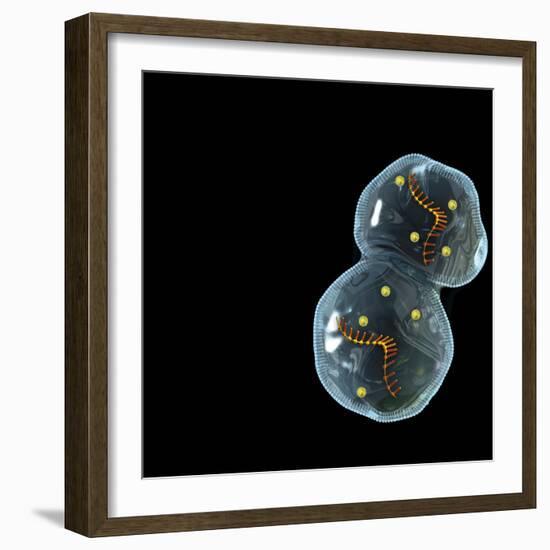 Protocell Proliferation, Artwork-Henning Dalhoff-Framed Premium Photographic Print