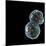 Protocell Proliferation, Artwork-Henning Dalhoff-Mounted Premium Photographic Print