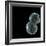 Protocell Proliferation, Artwork-Henning Dalhoff-Framed Premium Photographic Print