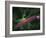 Protostellar Disk-Stocktrek Images-Framed Photographic Print