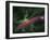 Protostellar Disk-Stocktrek Images-Framed Photographic Print