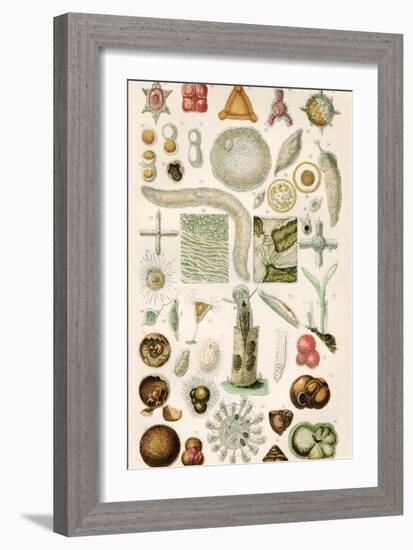 Protozoan Microscopy, 19th Century-Science Photo Library-Framed Photographic Print