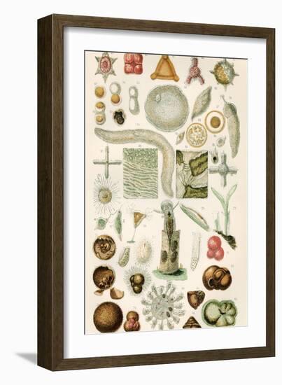 Protozoan Microscopy, 19th Century-Science Photo Library-Framed Photographic Print