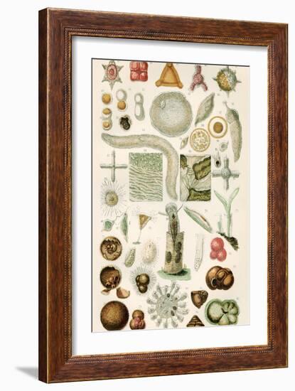 Protozoan Microscopy, 19th Century-Science Photo Library-Framed Photographic Print