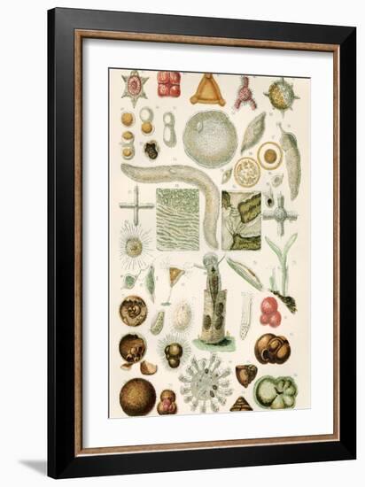 Protozoan Microscopy, 19th Century-Science Photo Library-Framed Photographic Print