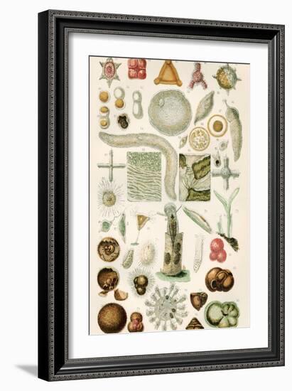 Protozoan Microscopy, 19th Century-Science Photo Library-Framed Photographic Print