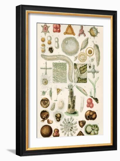 Protozoan Microscopy, 19th Century-Science Photo Library-Framed Photographic Print