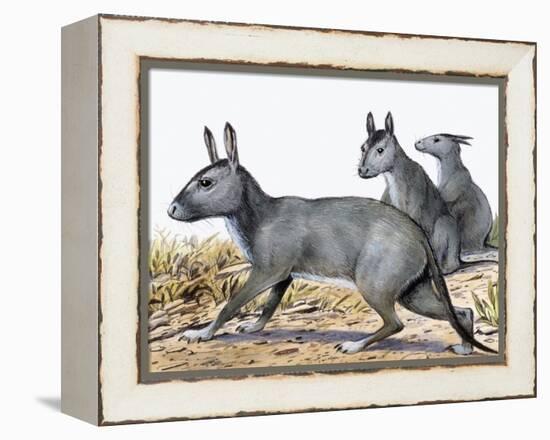 Protypotherium-null-Framed Premier Image Canvas