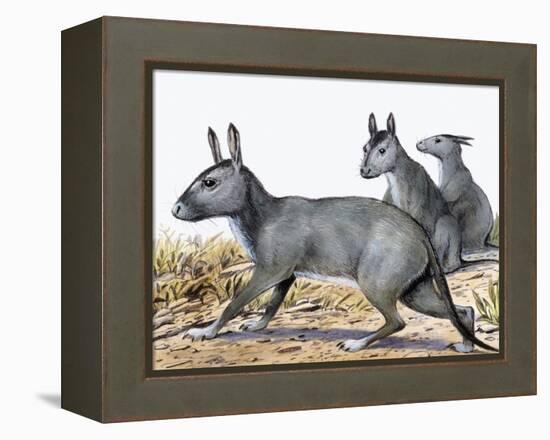 Protypotherium-null-Framed Premier Image Canvas