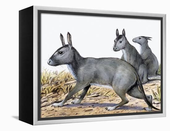 Protypotherium-null-Framed Premier Image Canvas