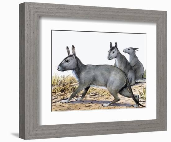 Protypotherium-null-Framed Photographic Print