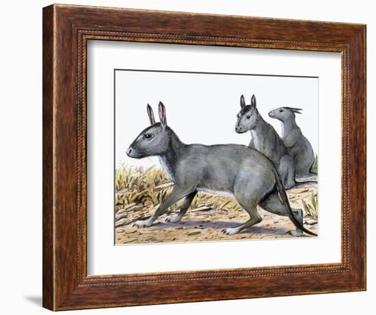 Protypotherium-null-Framed Photographic Print