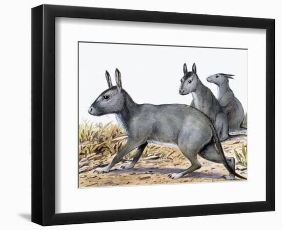 Protypotherium-null-Framed Photographic Print