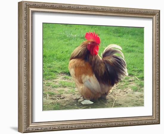 Proud Cockerel, 2018-Helen White-Framed Giclee Print