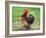 Proud Cockerel, 2018-Helen White-Framed Giclee Print