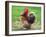 Proud Cockerel, 2018-Helen White-Framed Giclee Print