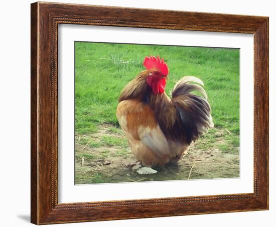 Proud Cockerel, 2018-Helen White-Framed Giclee Print