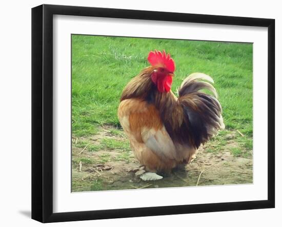 Proud Cockerel, 2018-Helen White-Framed Giclee Print