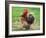 Proud Cockerel, 2018-Helen White-Framed Giclee Print