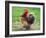 Proud Cockerel, 2018-Helen White-Framed Giclee Print