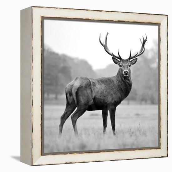 Proud Deer-null-Framed Premier Image Canvas