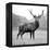 Proud Deer-null-Framed Premier Image Canvas