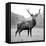 Proud Deer-null-Framed Premier Image Canvas