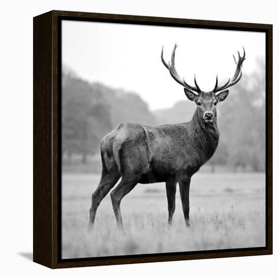 Proud Deer-null-Framed Premier Image Canvas