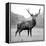 Proud Deer-null-Framed Premier Image Canvas