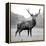 Proud Deer-null-Framed Premier Image Canvas