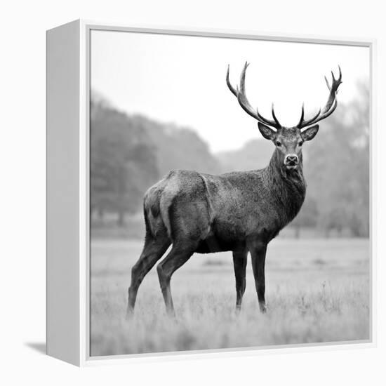 Proud Deer-null-Framed Premier Image Canvas