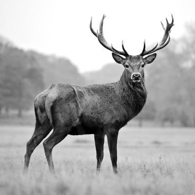 Wild Animals Black and White Photography Wall Art: Prints, Paintings & Posters Wild Animals Black and White Photography Wall Art: Prints, Paintings & Posters