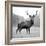 Proud Deer-null-Framed Photographic Print