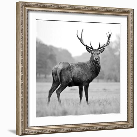 Proud Deer-null-Framed Photographic Print