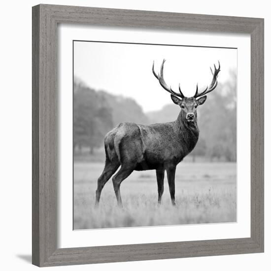 Proud Deer-null-Framed Photographic Print